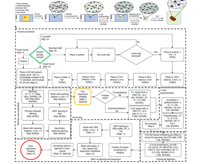 Nanoscale imaging of clinical specimens using conventional and rapid-expansion pathology