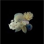 LOW ISLAND - "LIFE IN MINIATURE"