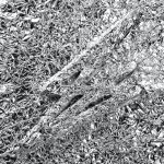 SAY SHE SHE - "SILVER"