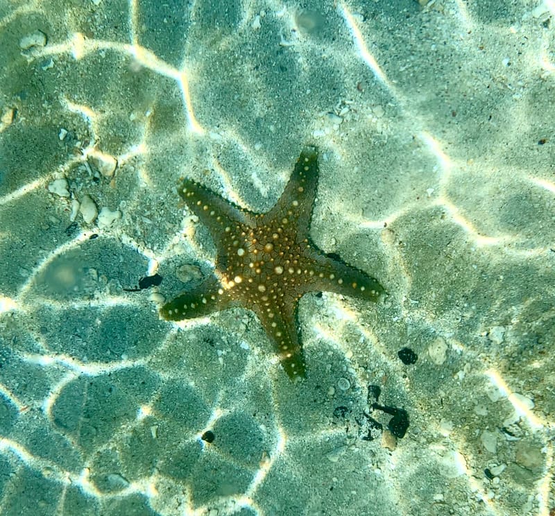 Sandbank [Nakupenda] Island tour