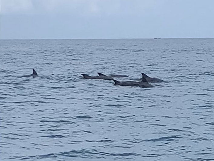 Dolphins tour and snorkeling