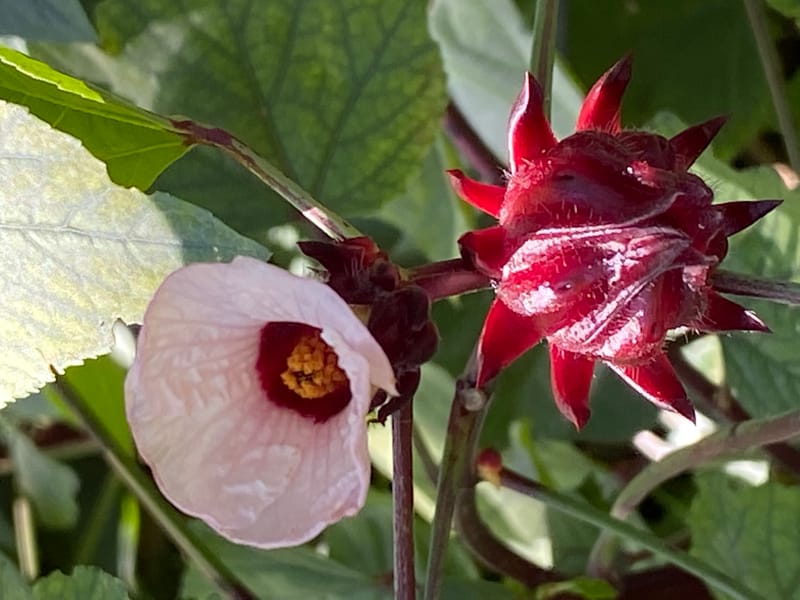Roselle or Rosa de Jamaica