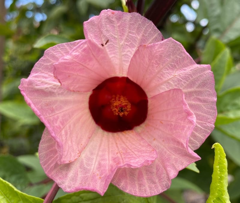 BUILDING MY VEGGIE GARDEN