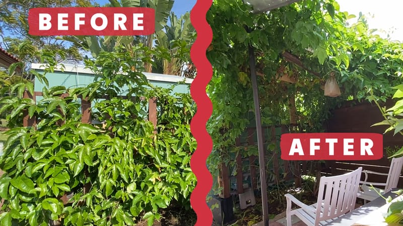 Veggie Garden Tour - one year and three months later: Explosive Growth