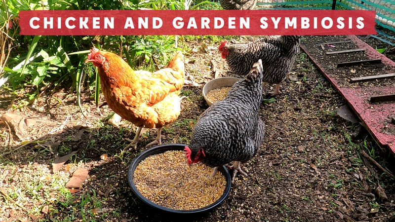 Backyard Chicken - Garden Symbiosis