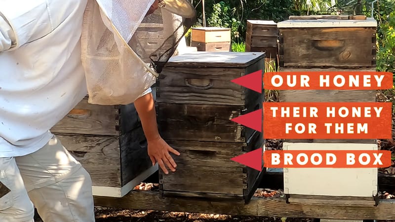 Beekeeper teaches you everything you need to know about honeybees (Part 1/2)