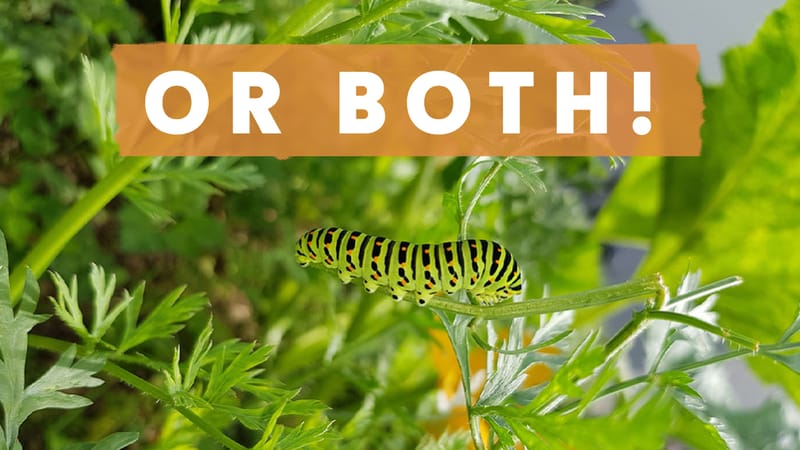 Gardening with kids: Veggie garden or butterfly garden?