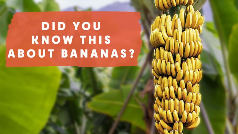 Garden to Plate: Bananas. These are not your normal fruit tree