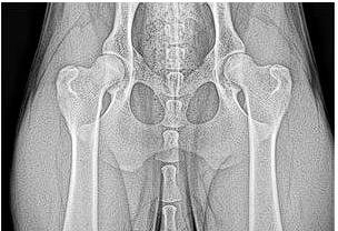 Hips and Elbows (OFA &/or PennHip)