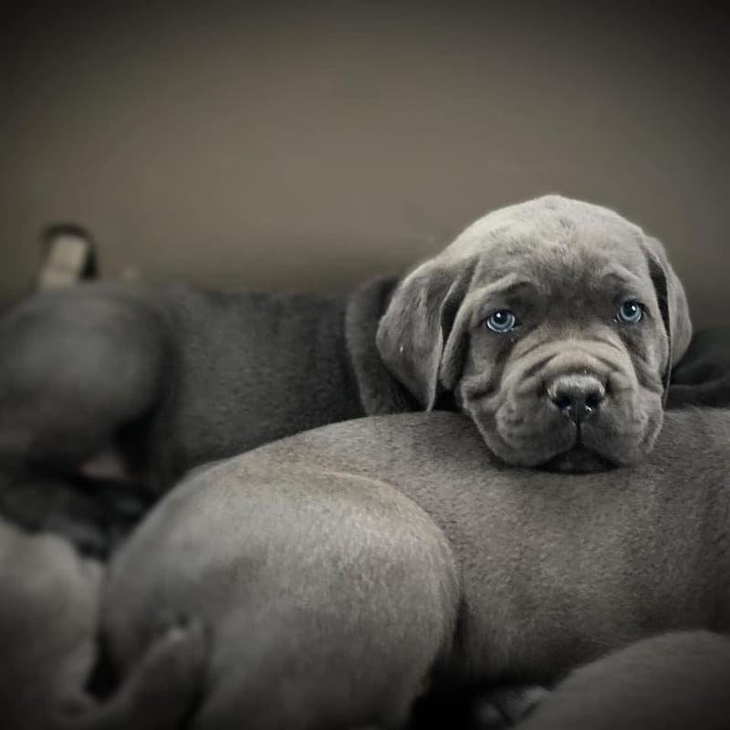 Puppy and Retired Adult Adoptions