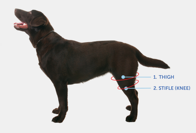 MEASURING THE CIRCUMFERENCE image