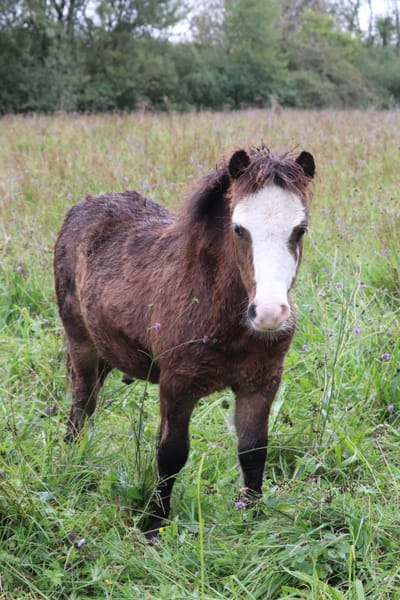 2021 colt foal for sale image