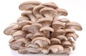 Oyster Mushroom