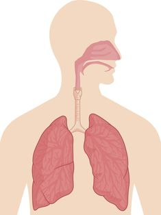  how to take a good care of respiratory sytem? image