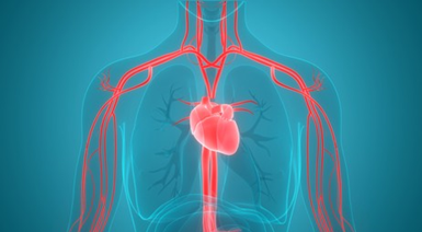 how to take a good care of circulatory system? image