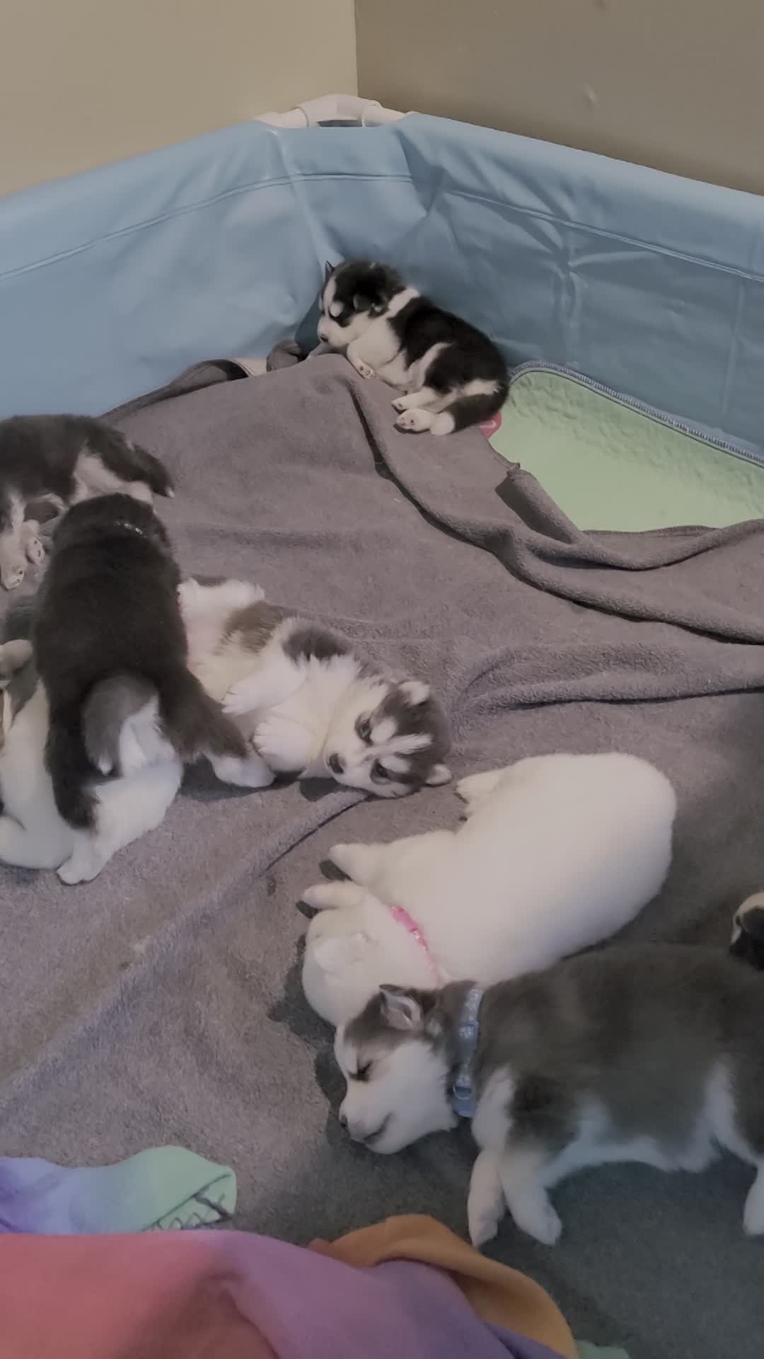 Rose Berry ( female 1) - 3/26/2023