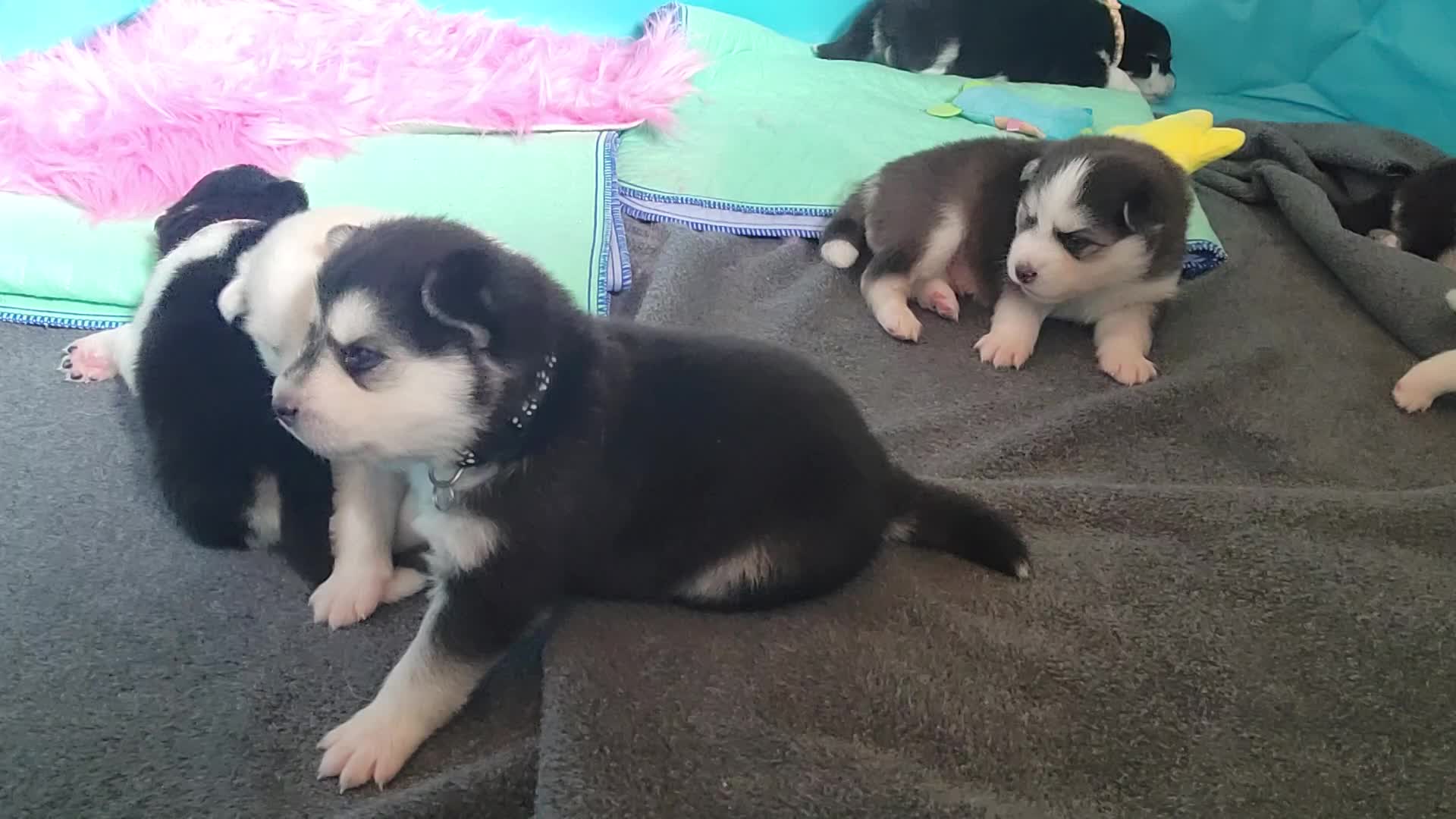 Onyx Black - (male 1) 3/26/2023