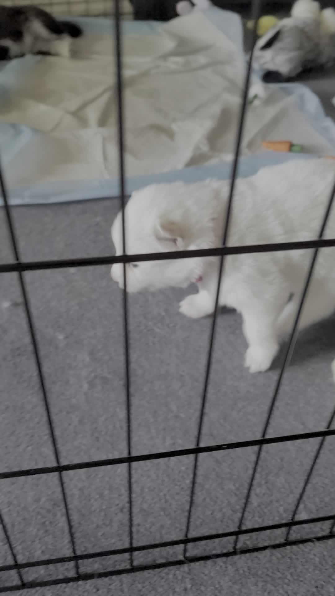 Ruby Bear (female 2 ) - 3/26/2023