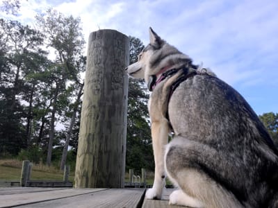 Pomskies make EXCELLENT therapy pets!