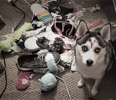 So, you want to get a Pomsky?
