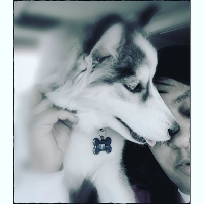 Health Benefits of Living with Pomskies