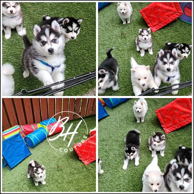 The Cost of Breeding, RESPONSIBLY!