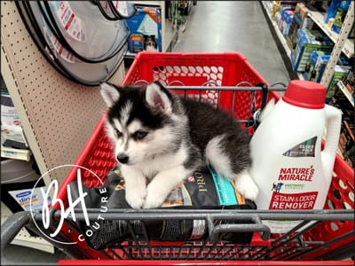 Good Dog Breeder Bill Of Rights