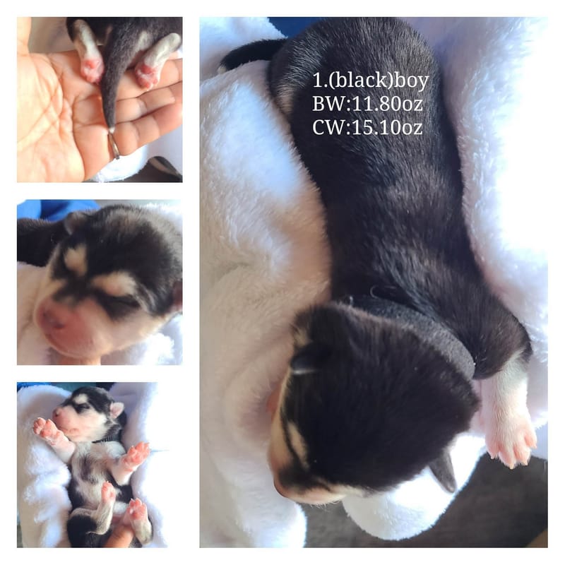 Onyx Black - (male 1) 3/26/2023