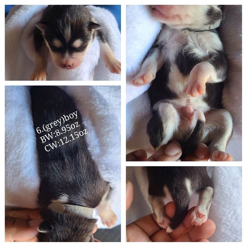 Spade Gray - (male 2) - 3/26/2023 - Reserved 