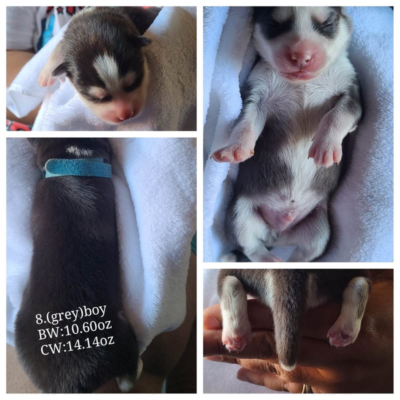 Togo - (male 3) - 3/26/2023 - Reserved