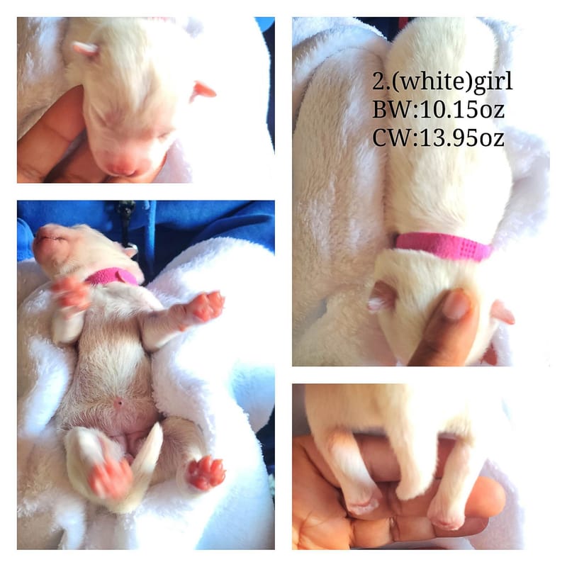 Rose Berry ( female 1) - 3/26/2023