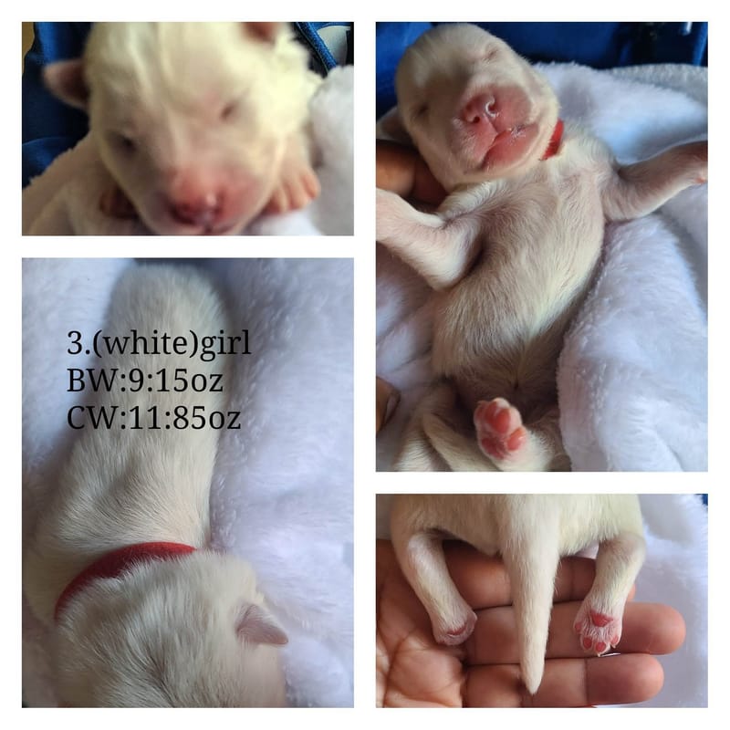 Ruby Bear (female 2 ) - 3/26/2023