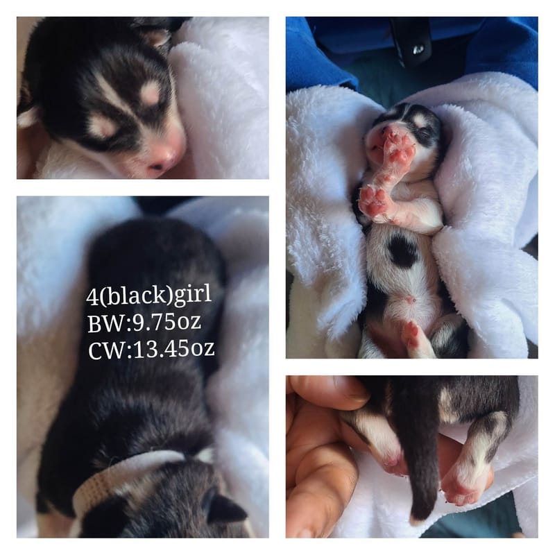 Cinder White - (female 3) - 3/26/2023 