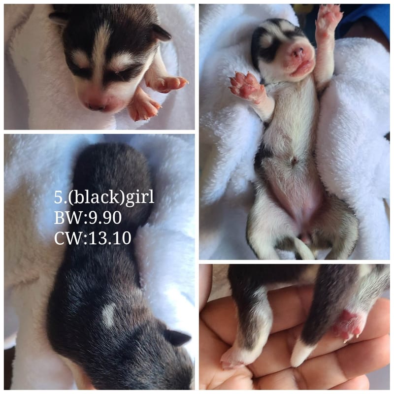 Green Ivy - (female 4) - 3/26/2023