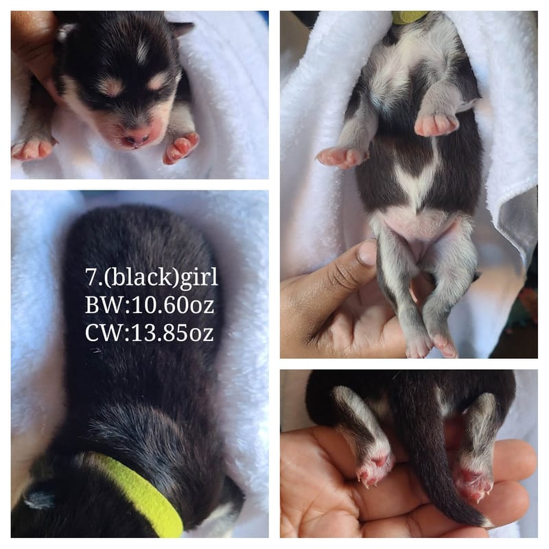 Sprite Lite - (female 5) - 3/26/2023 - Reserved