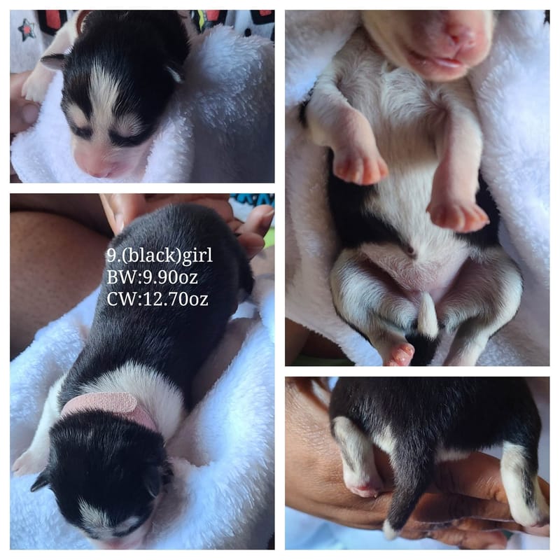 Pinky Princess - (female 6) - 3/26/2023