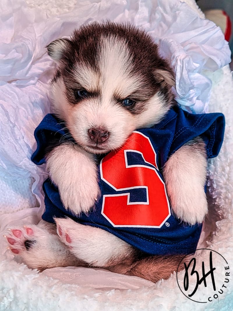 Togo - (male 3) - 3/26/2023 - Reserved