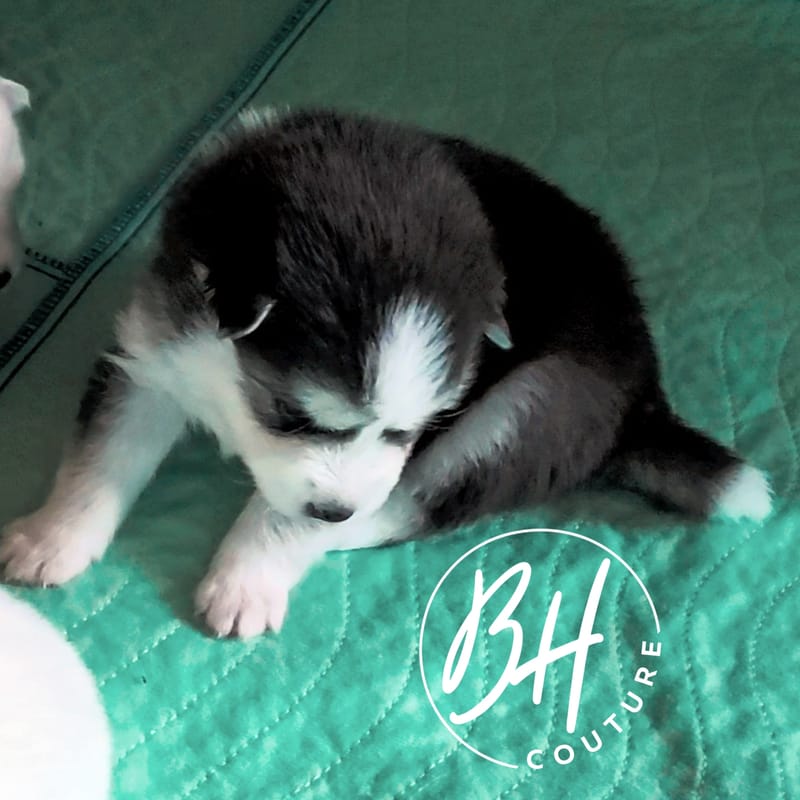 Togo - (male 3) - 3/26/2023 - Reserved