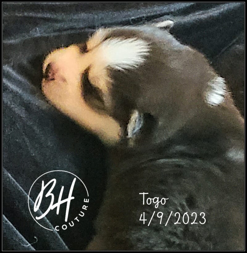 Togo - (male 3) - 3/26/2023 - Reserved