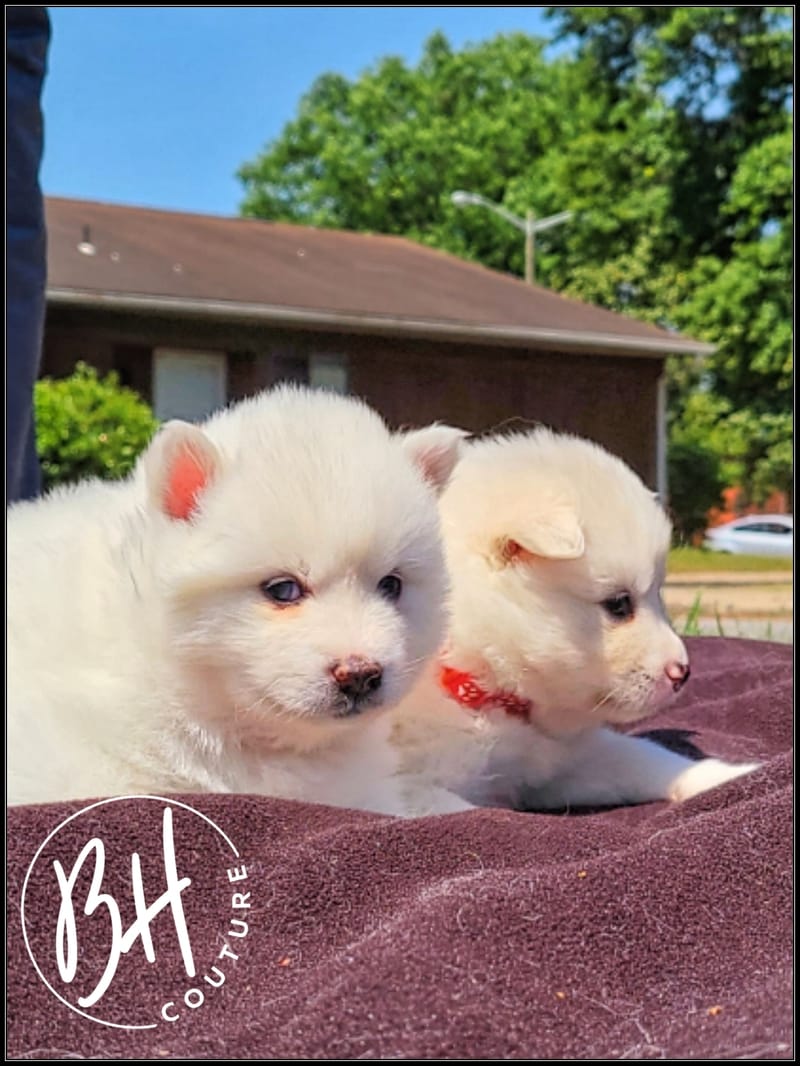 Rose Berry ( female 1) - 3/26/2023