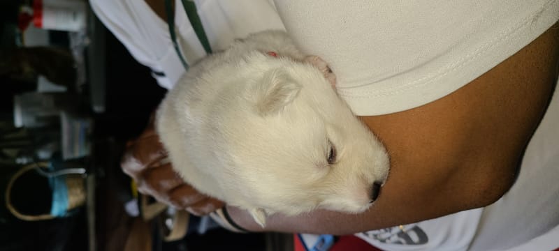 Rose Berry ( female 1) - 3/26/2023