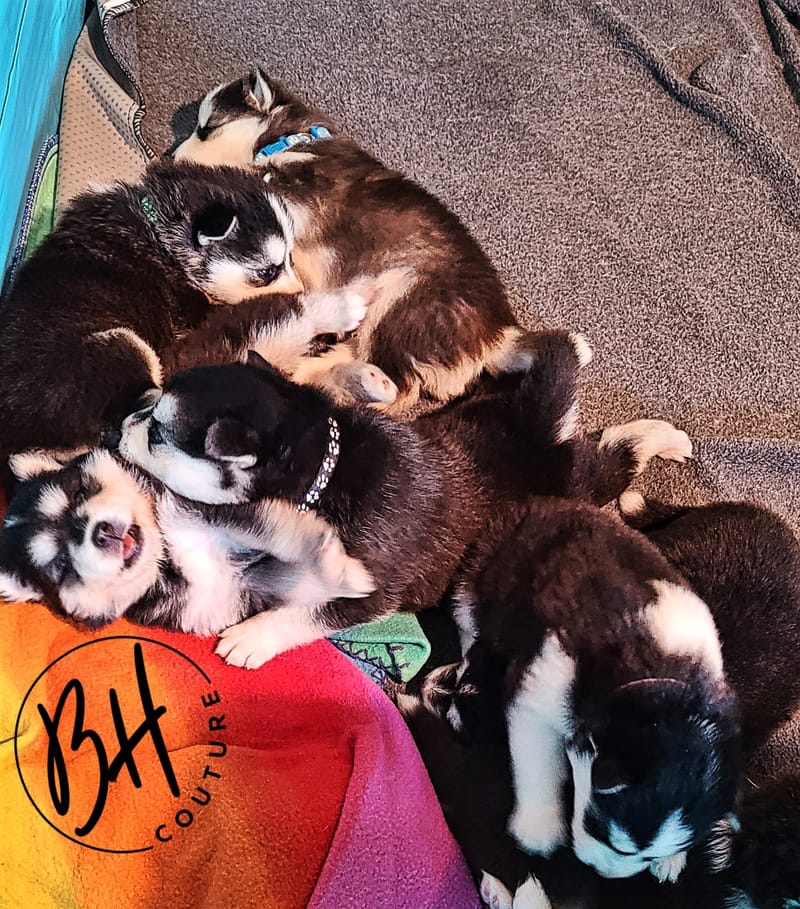 Onyx Black - (male 1) 3/26/2023