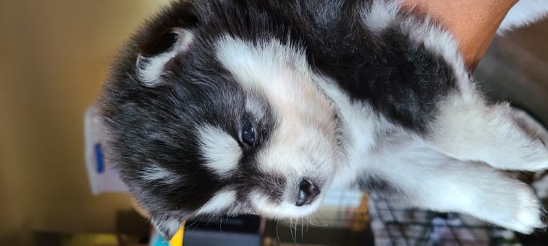 Onyx Black - (male 1) 3/26/2023