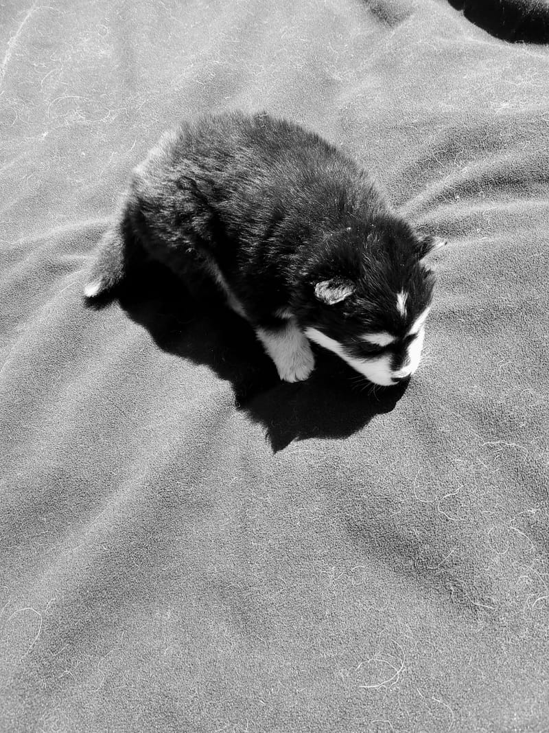 Onyx Black - (male 1) 3/26/2023