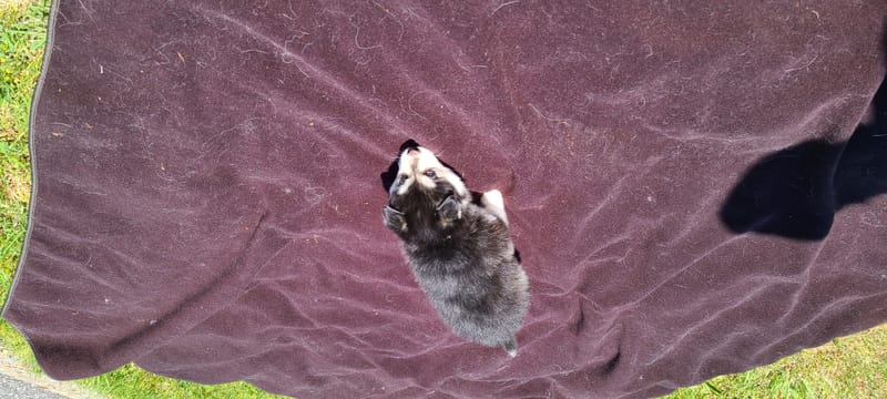 Onyx Black - (male 1) 3/26/2023