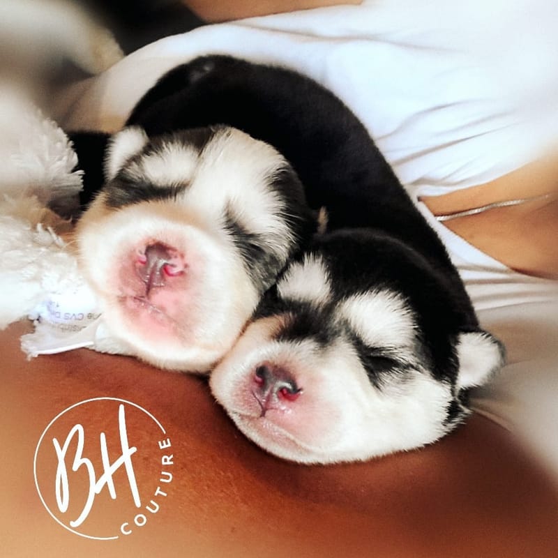 Onyx Black - (male 1) 3/26/2023