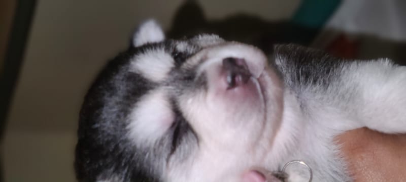 Onyx Black - (male 1) 3/26/2023