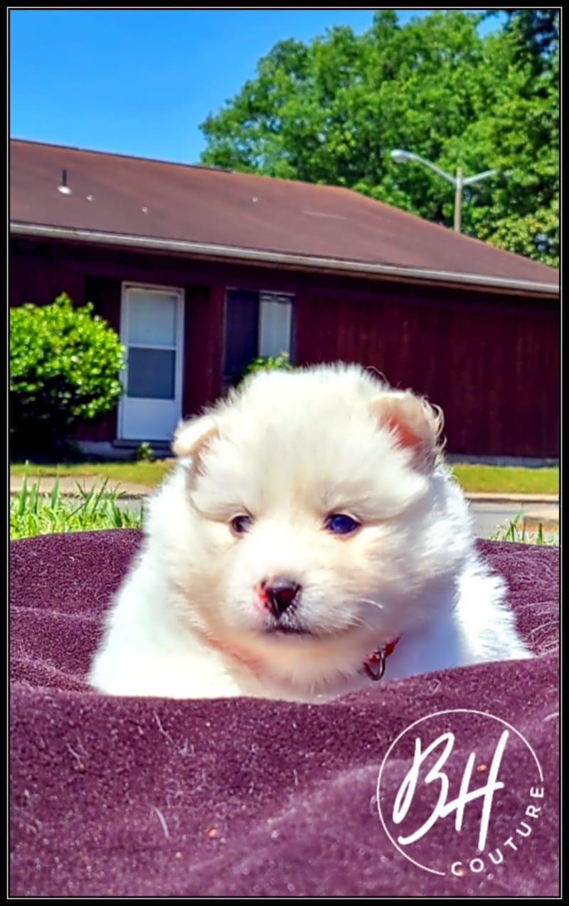 Ruby Bear (female 2 ) - 3/26/2023