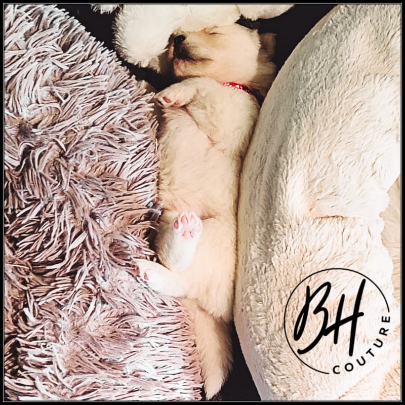 Ruby Bear (female 2 ) - 3/26/2023