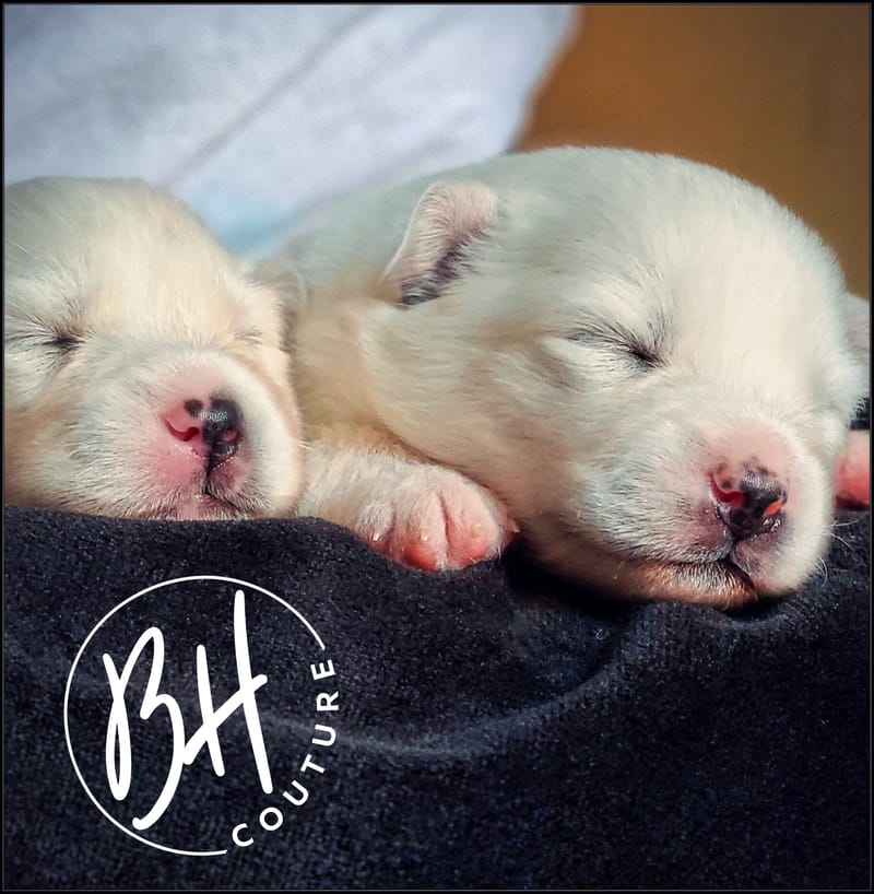 Ruby Bear (female 2 ) - 3/26/2023